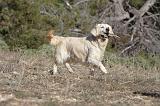 GOLDEN RETRIEVER 579